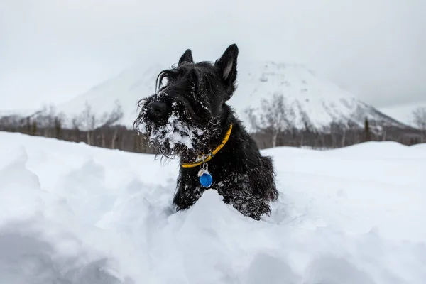 Young scottish terrier in a yellow collar is sitting in the snow on a background of mountains — Stock Photo, Image