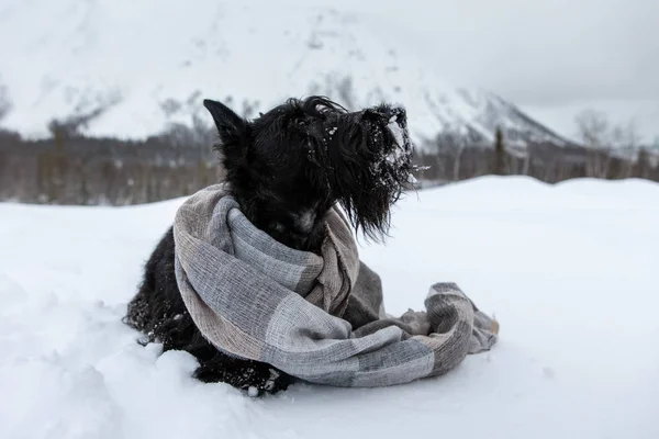 The frozen sad puppy of Scottish terrier sits in winter snow wrapped in a light scarf on a background of mountains