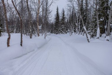 Gecenin arka planında kar altında ağaçlar gökyüzü ve kar yağışı