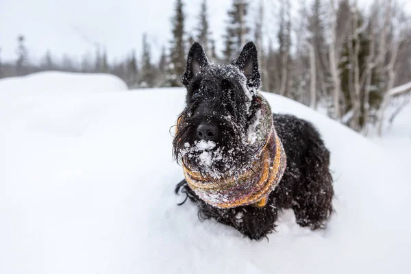 Der gefrorene Welpe eines schottischen Terriers sitzt im winterlichen Schnee, eingehüllt in einen bunten Schal auf einem Waldhintergrund — Stockfoto