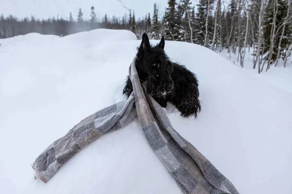 Der eingefrorene traurige Welpe eines schottischen Terriers sitzt im winterlichen Schnee, eingewickelt in einen hellen Schal auf einem Hintergrund aus Bergen — Stockfoto