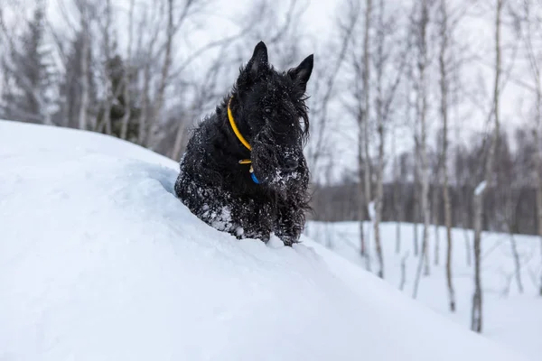 Frozen scottish terrier dog plays in the cold snow in the forest  in winter