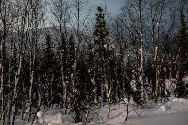 Gece karanlığında fenerlerle aydınlatılmış sokak lambaları Park 'ta