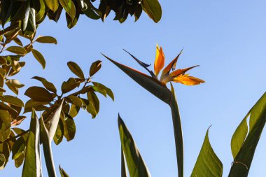 Gökyüzü arka planında Azores ve Madeira çiçeklerinin tipik bir Strelitzia Reginae çiçeği (Cennet kuşu)