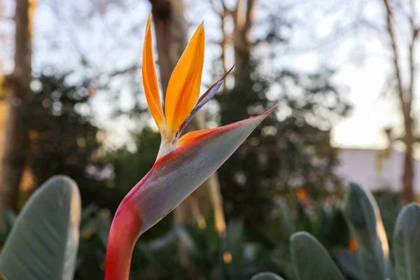 A typical Strelitzia Reginae flower of the Azores and Madeira flower close-up (bird of Paradise flower) Stock Image