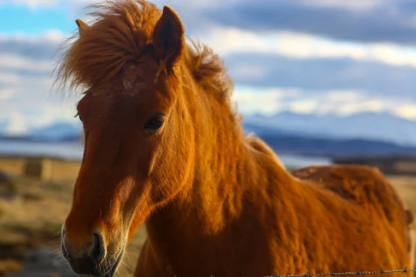 Rudowłosy islandzki koń na wschodzie słońca wiosną — Zdjęcie stockowe