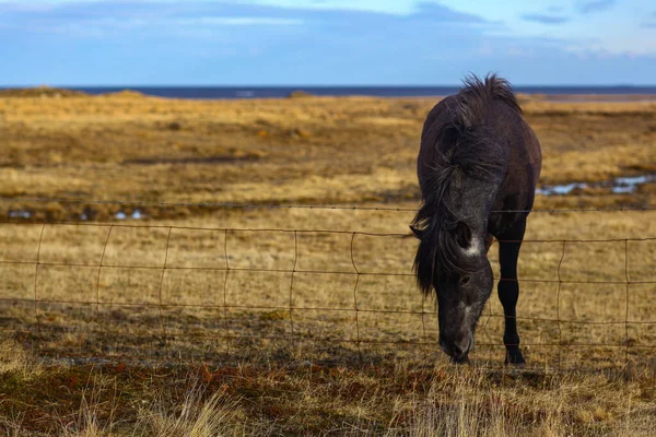 Cheval islandais aux cheveux bruns au soleil levant au printemps — Photo