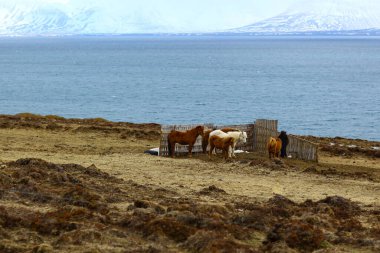 İzlanda doğal doğa manzara alanında İzlanda atları.