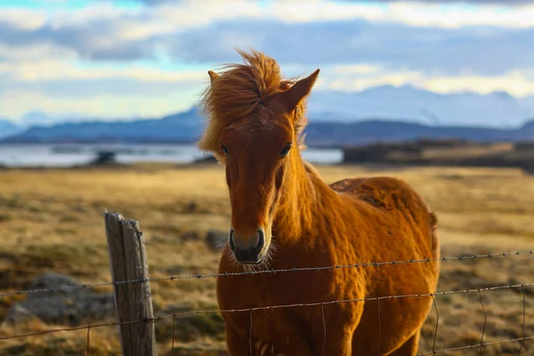 Red-haired Icelandic horse in sunrise sun in spring — Stock Photo, Image