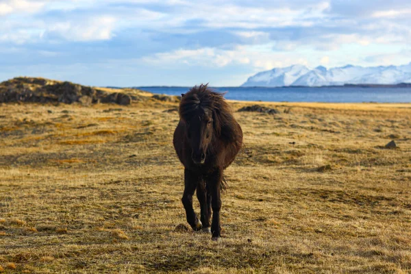 Brązowłosy koń islandzki w wschodzie słońca wiosną — Zdjęcie stockowe