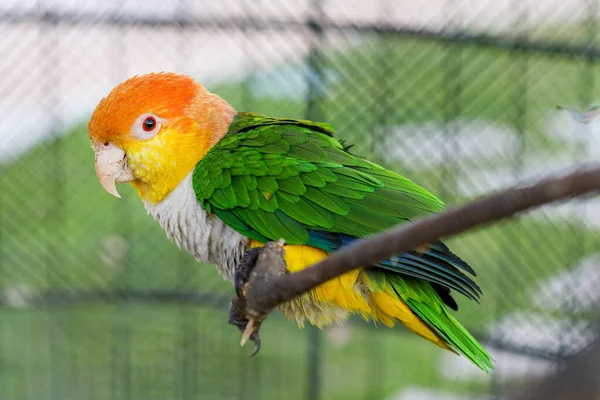 Amazone à ventre blanc, pionites leucogaster, adulte debout sur la branche — Photo