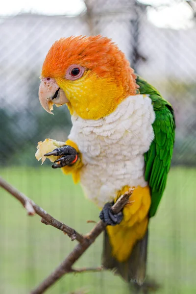 Fehérhasú papagáj, úttörő leukogaszter, ágon álló felnőtt, ételt tartó — Stock Fotó