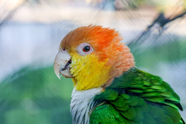 White-bellied parrot, pionites leucogaster, adult standing on branch — Stock Photo, Image