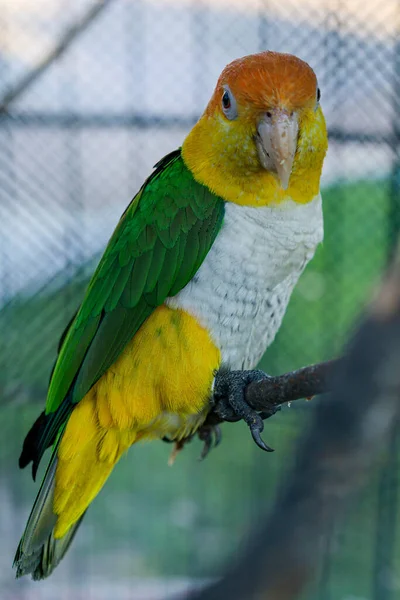 Fehérhasú papagáj, úttörő leukogaszter, ágon álló felnőtt — Stock Fotó