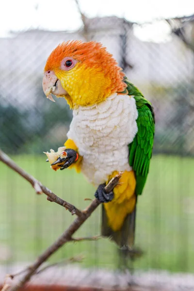 Weißbauchpapagei, Pionier leucogaster, erwachsener auf Ast stehender, Nahrung haltender Papagei — Stockfoto