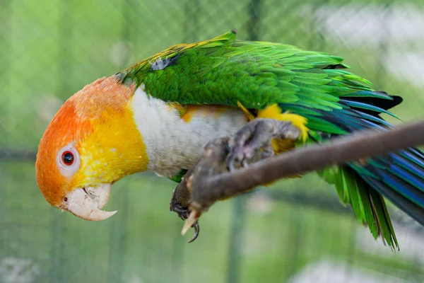 Papagaio-de-barriga-branca, pionites leucogaster, adulto em pé na filial — Fotografia de Stock