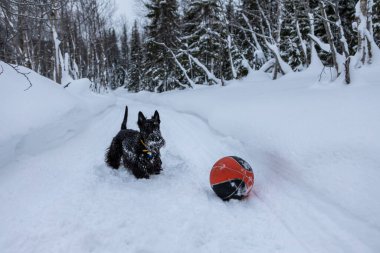 Genç İskoç teriyer köpeği kışın karda kırmızı basketbol topuyla oynuyor..