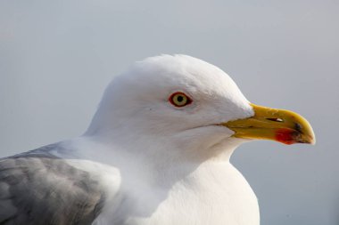 Close up view of seagull. Portrait of a sea bird .