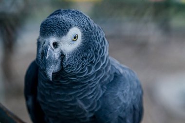 Afrika gri papağanı (Psittacus Erithacus) veya jako 'nun yakın plan portresi. Lizbon, Portekiz 'e Seyahat