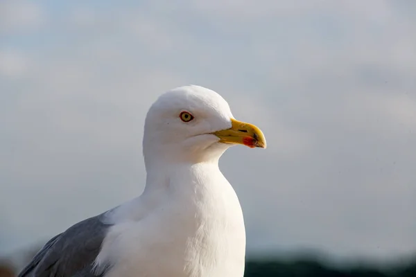 Close up view of seagull. Portrait of a sea bird . — Stock Photo, Image