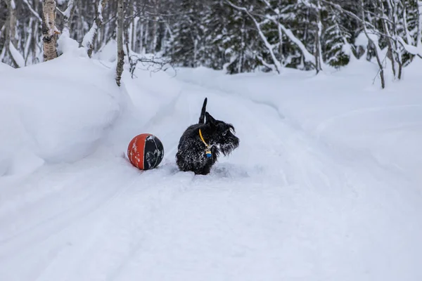 Young scottish terrier dog is playing with a red basketball ball in the winter on snow. — Stock Photo, Image