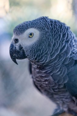 Afrika gri papağanı (Psittacus Erithacus) veya jako 'nun yakın plan portresi. Lizbon, Portekiz 'e Seyahat