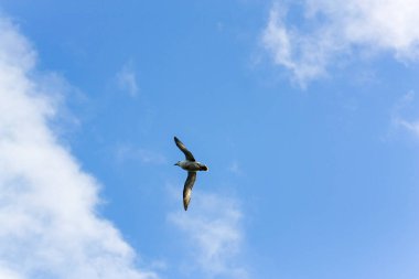 Martılar ya da martılar Lari alt bölgesindeki Laridae familyasının deniz kuşlarıdır. Genellikle kafalarında ya da kanatlarında siyah lekeler olan gri ya da beyaz büyük kuşlar için orta büyüklüktedirler..
