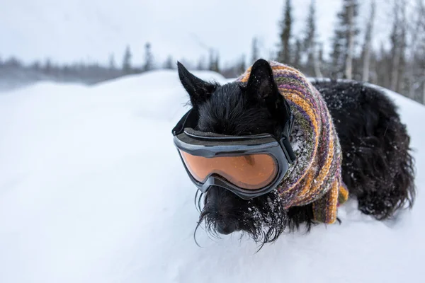 Cão terrier escocês engraçado vestido máscara de esqui e cachecol de cor em um fundo de neve e floresta. Estância de esqui  . — Fotografia de Stock