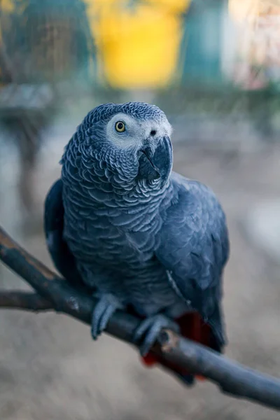 Closeup portrait of African grey parrot ( Psittacus Erithacus ) or jako. Travel to Lisbon, Portugal — Stock Photo, Image