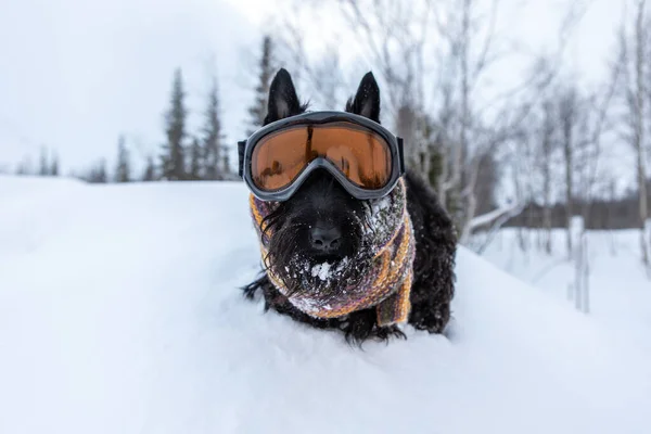 Rolig skotsk terrier hund klädd skidmask och färg halsduk på en snö bakgrund och skog. Skidanläggning . — Stockfoto