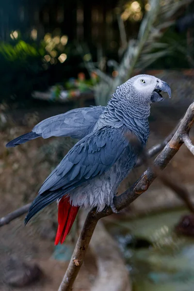 Ritratto ravvicinato di pappagallo grigio africano (Psittacus Erithacus) o jako. Viaggio a Lisbona, Portogallo — Foto Stock