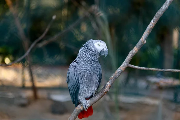 Szoros portré afrikai szürke papagáj (Psittacus Erithacus) vagy jako. Utazás Lisszabonba, Portugália — Stock Fotó