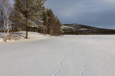 Karda hayvan ayak izleri olan soyut beyaz bir zemin. Kışın beyaz kar üzerinde vahşi ya da evcil bir hayvanın patisi..