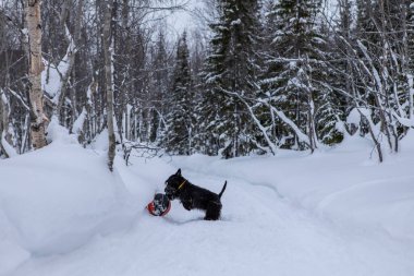 Genç İskoç teriyer köpeği kışın karda kırmızı basketbol topuyla oynuyor..