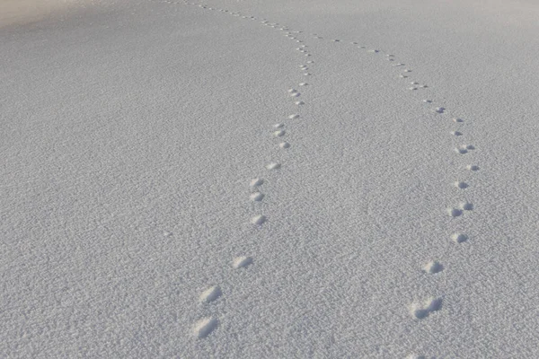 Абстрактний білий фон зі слідами тварин на снігу. Лап-друк дикої або домашньої тварини на білому снігу взимку . — стокове фото