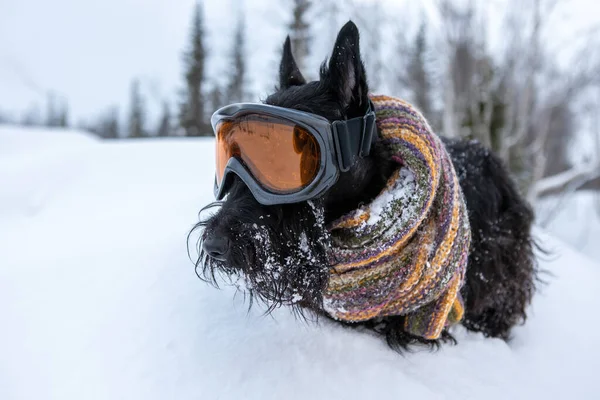Divertido perro terrier escocés vestido máscara de esquí y bufanda de color sobre un fondo de nieve y bosque. Estación de esquí  . —  Fotos de Stock