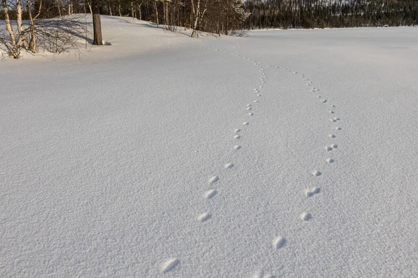 Абстрактний білий фон зі слідами тварин на снігу. Лап-друк дикої або домашньої тварини на білому снігу взимку . — стокове фото