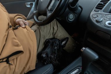 Köpek İskoç Teriyeri arabada adamın yanında oturuyor.