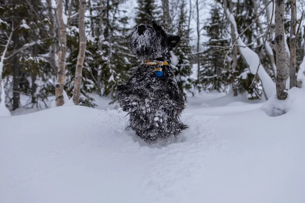 Beau chien Scottish Terrier se tient dans une colline de neige — Photo
