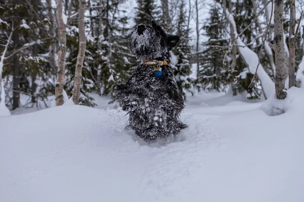 美しい犬スコティッシュ・テリアは雪の丘に立っています — ストック写真