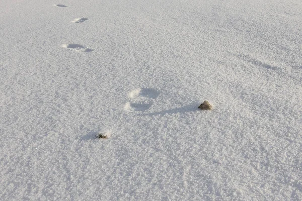 Камінь і сліди на сніговій поверхні. Самотність у арктичному колі — стокове фото