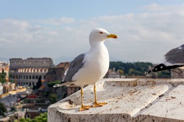 Roma 'daki Kolezyum' un arka planında martının yakın plan portresi.