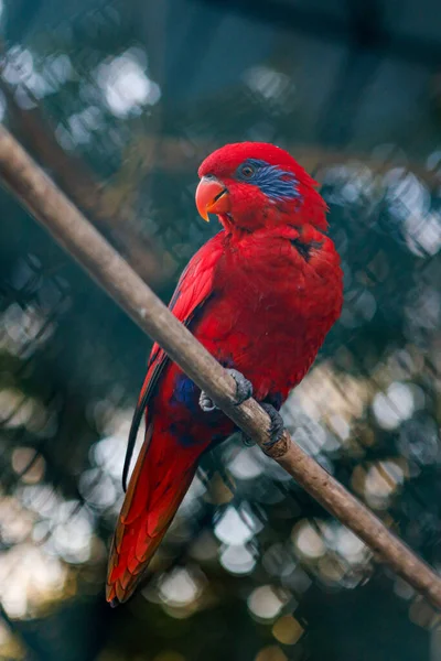 Feche até o lory vermelho do papagaio (bornea de Eos) sabido como o rubra de Eos — Fotografia de Stock