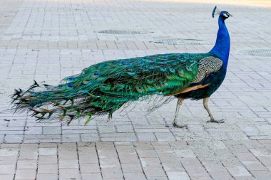 Güzel erkek tavus kuşu kaldırımda yürüyor.