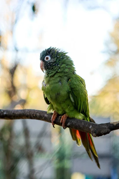 Pappagallo verde filippino o picoy seduto su un ramo . — Foto Stock