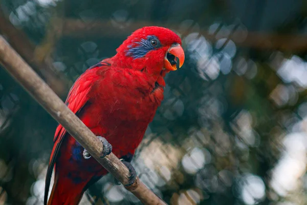 Feche até o lory vermelho do papagaio (bornea de Eos) sabido como o rubra de Eos — Fotografia de Stock