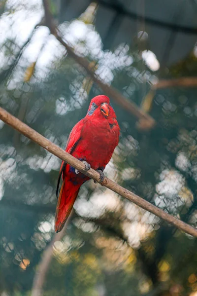 Close up to the parrot red lory (Eos bornea) known as Eos rubra — Stock Photo, Image