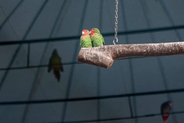 Lovebirds coloridos juntos em um ramo com um casal próximo, pequenos papagaios tropicais . — Fotografia de Stock