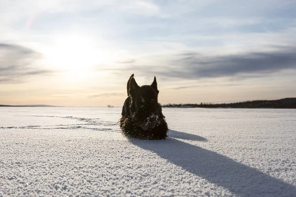 Beautiful dog Scottish Terrier stands in a snow hill