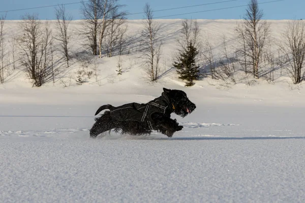 Giovane cane Scottish Terrier corre in inverno sulla neve in abiti invernali — Foto Stock